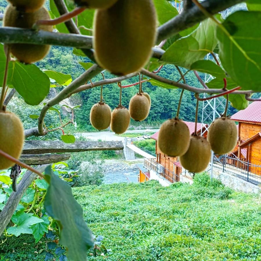 Bahçedeki kivi ağaçları